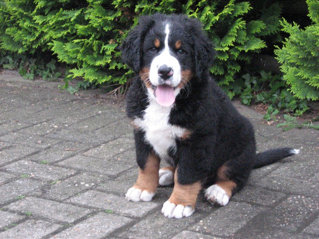 Welpen 2022 Berner Sennenhund - Welpe