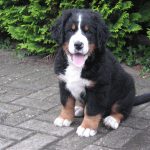 Berner Sennenhund - Welpe