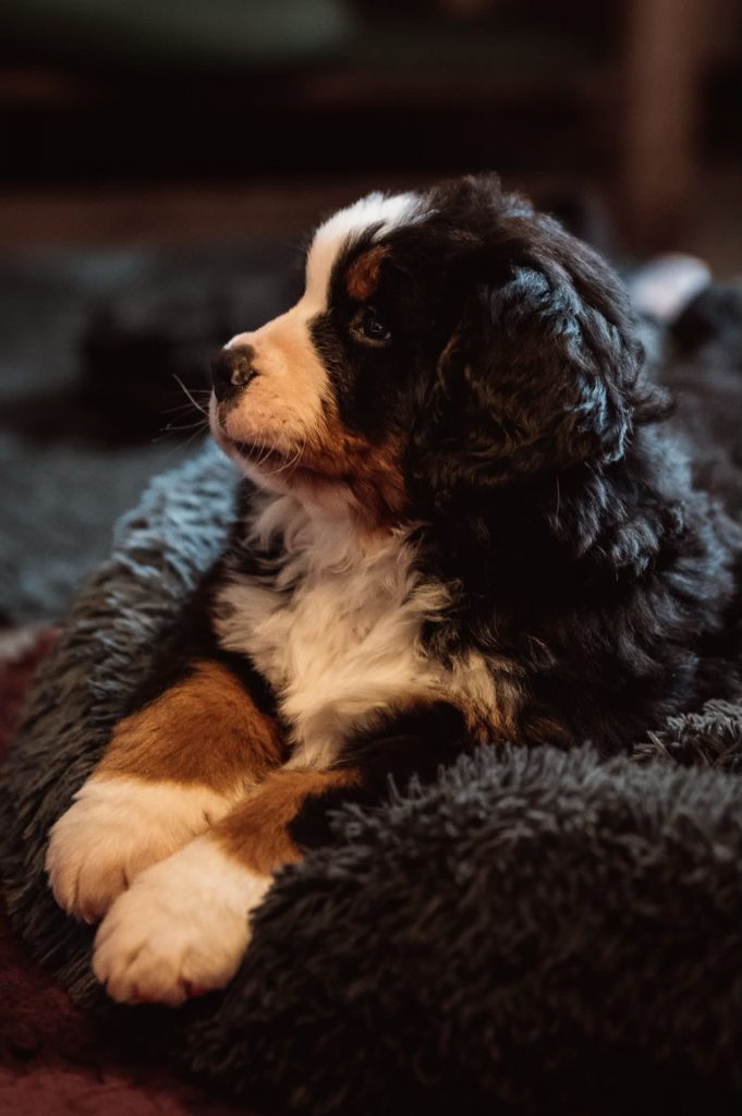 Berner Sennenhund Welpe