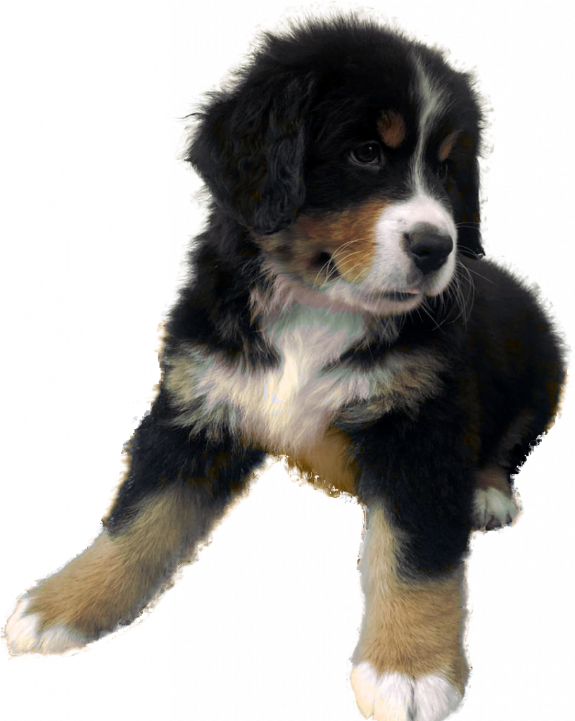 Berner vom Diepholzer Moor
