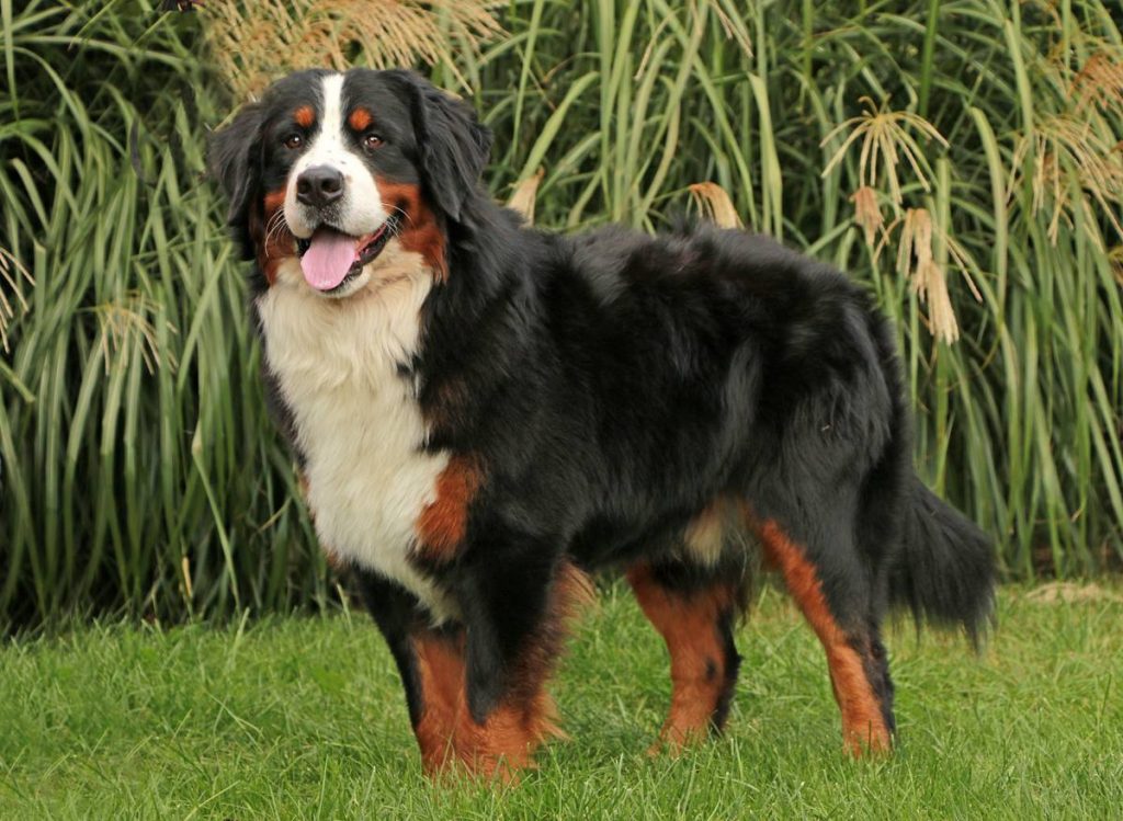 Rocky - Berner Sennenhund