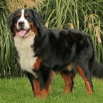 Rocky - Berner Sennenhund