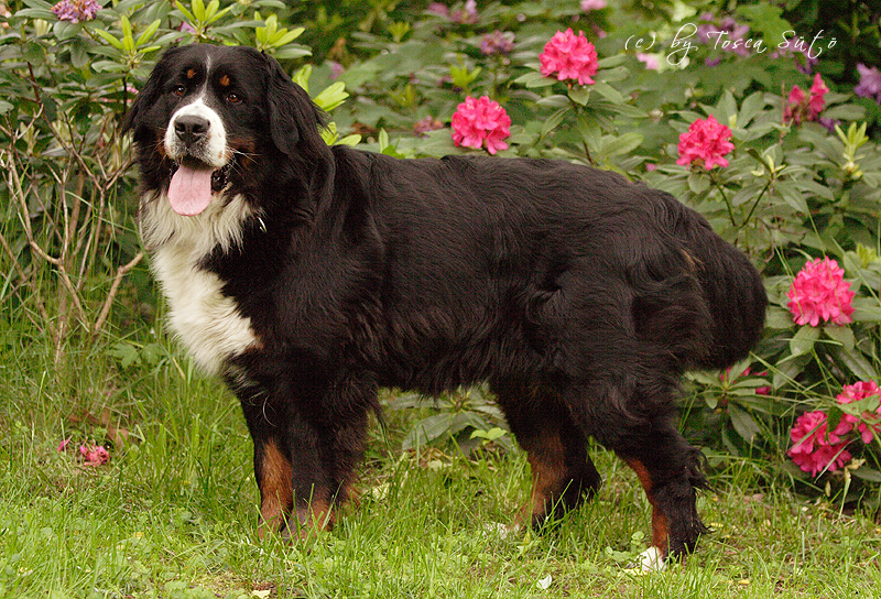 Tosca