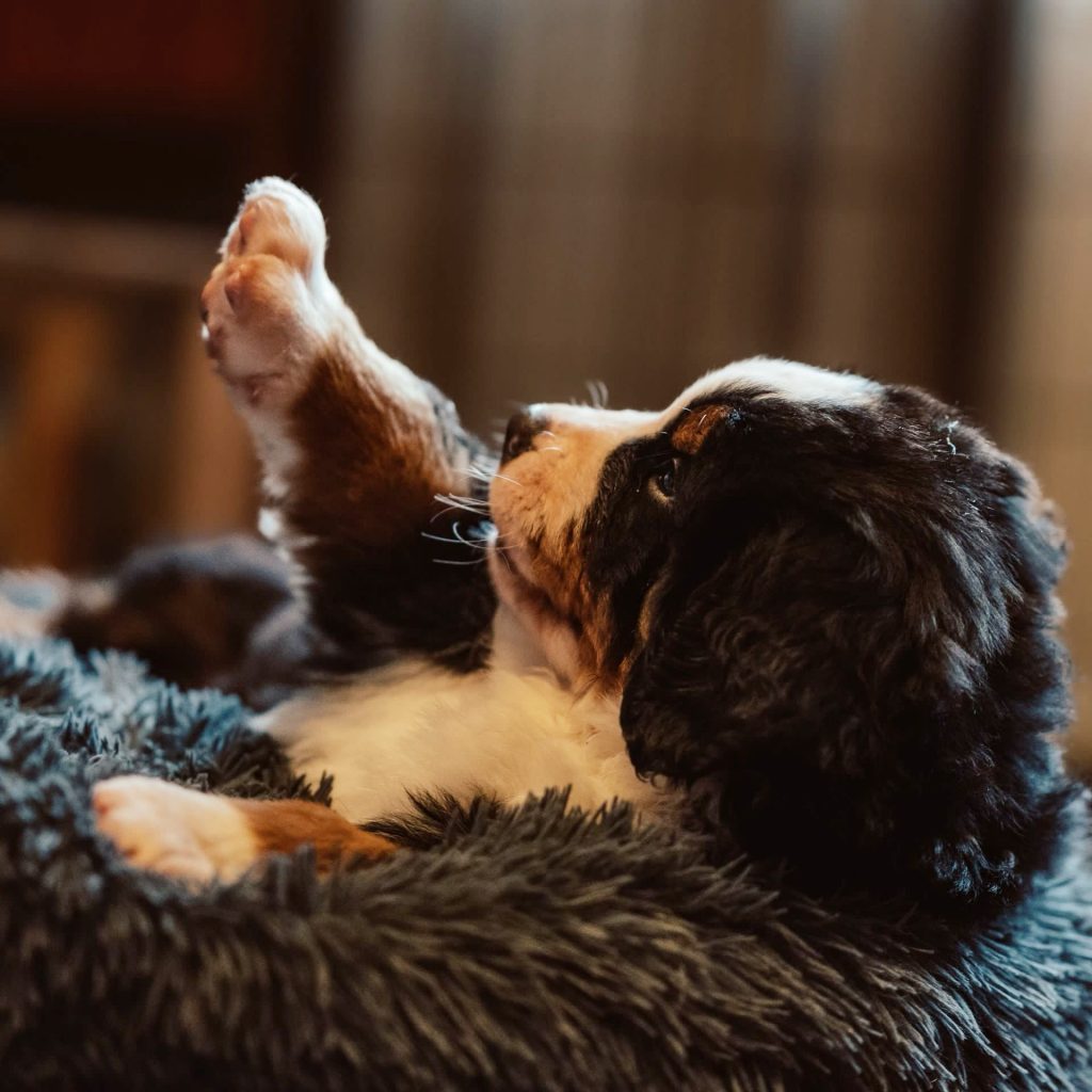Welpe - Berner Sennenhund