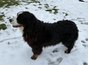 Über uns Bonnie vom Kleinholz