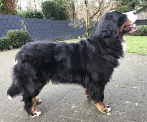 Über uns Bonnie vom Kleinholz